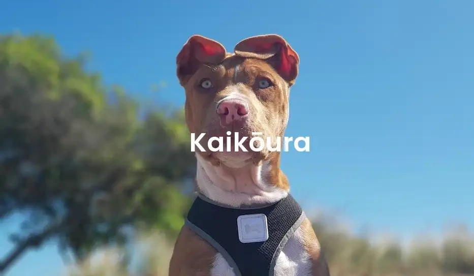 The best Airbnb in Kaikōura