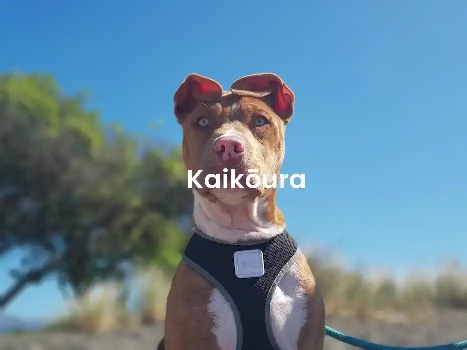 The best Airbnb in Kaikōura