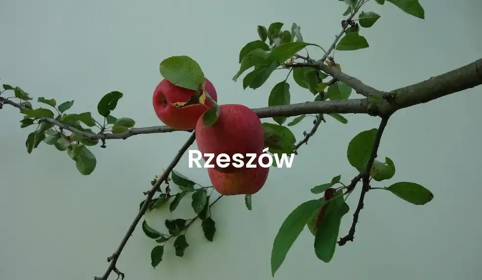 The best Airbnb in Rzeszów