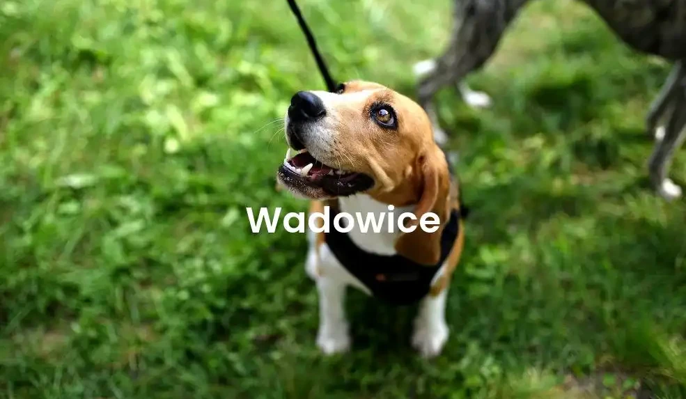 The best Airbnb in Wadowice