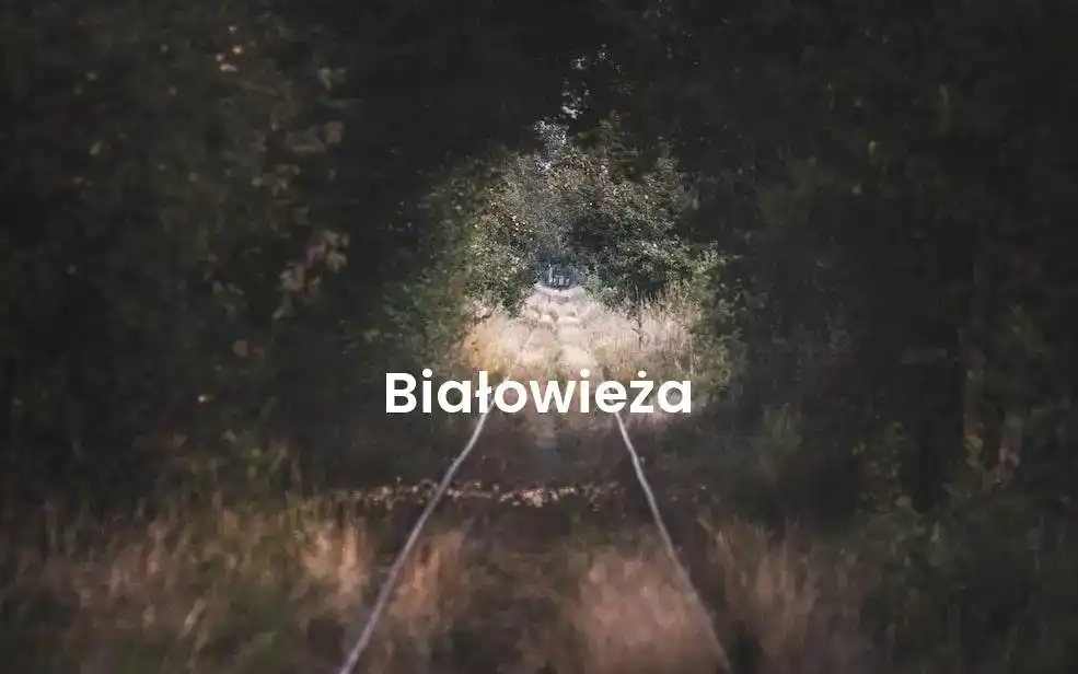 The best Airbnb in Białowieża