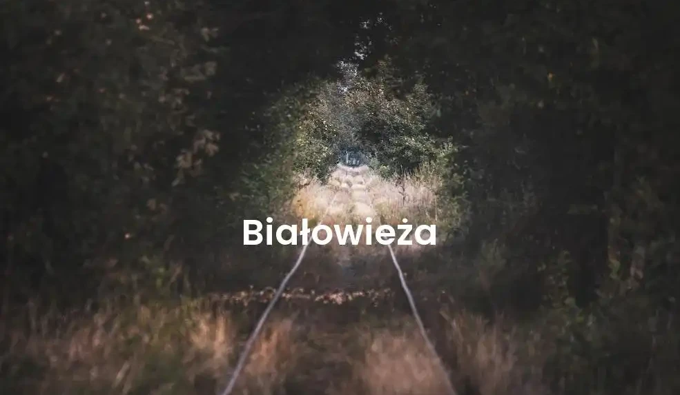 The best Airbnb in Białowieża