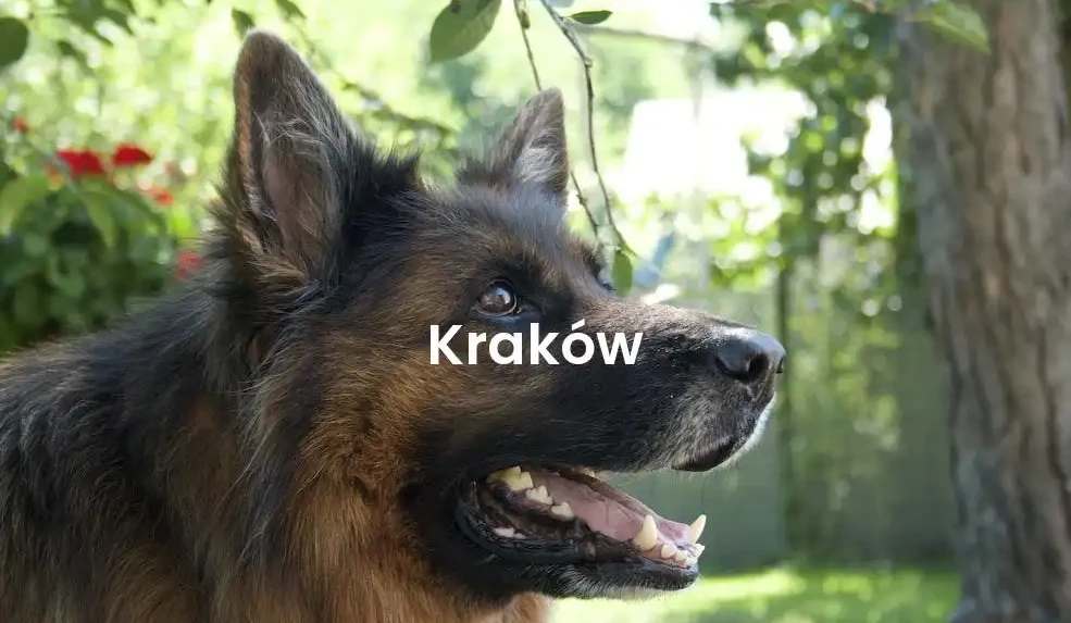 The best Airbnb in Kraków