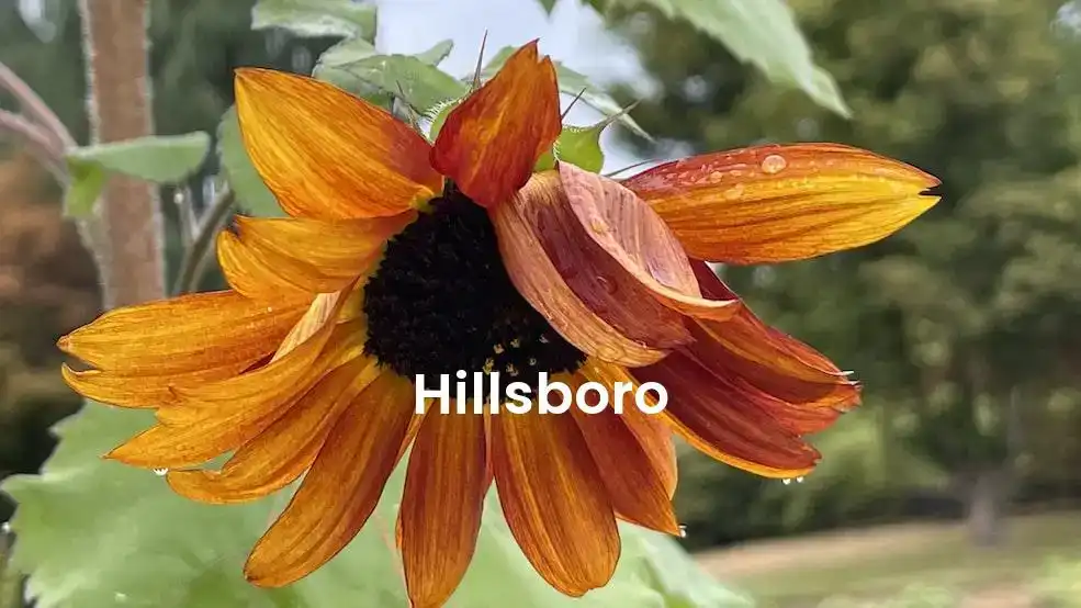 The best Airbnb in Hillsboro