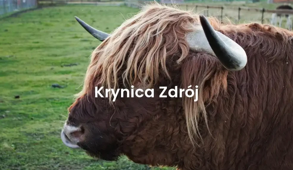 The best Airbnb in Krynica Zdrój