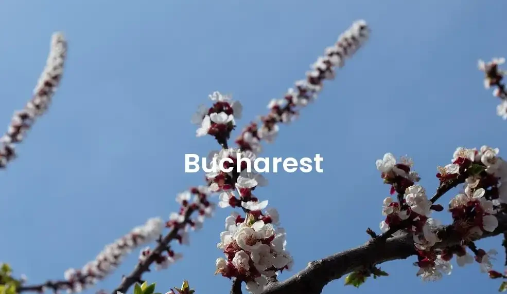 The best Airbnb in Bucharest