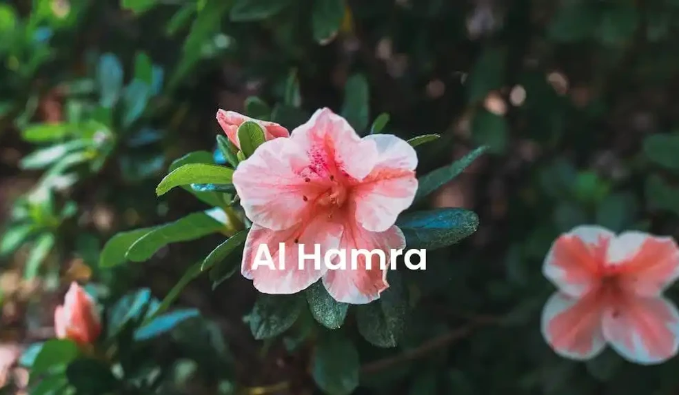 The best Airbnb in Al Hamra