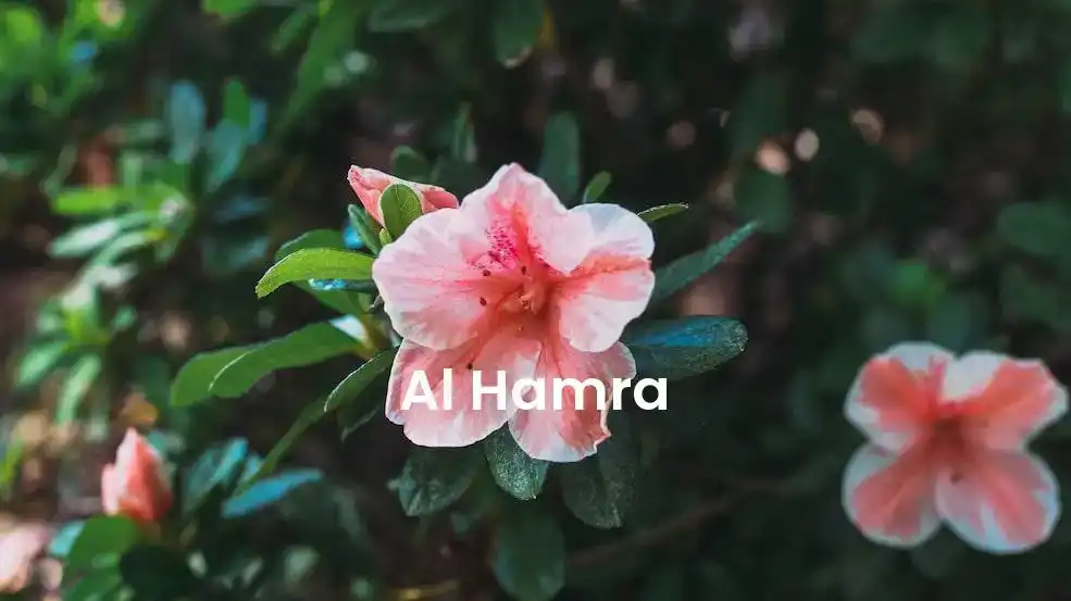 The best Airbnb in Al Hamra