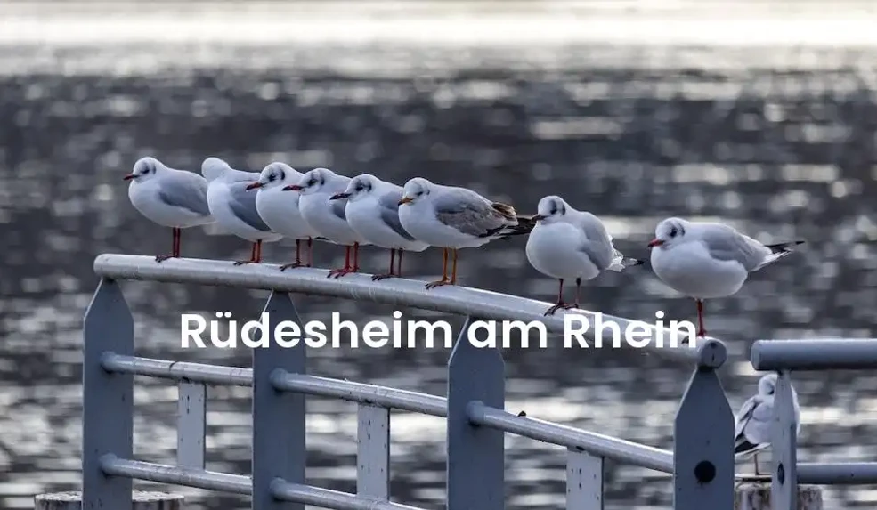 The best Airbnb in Rüdesheim Am Rhein